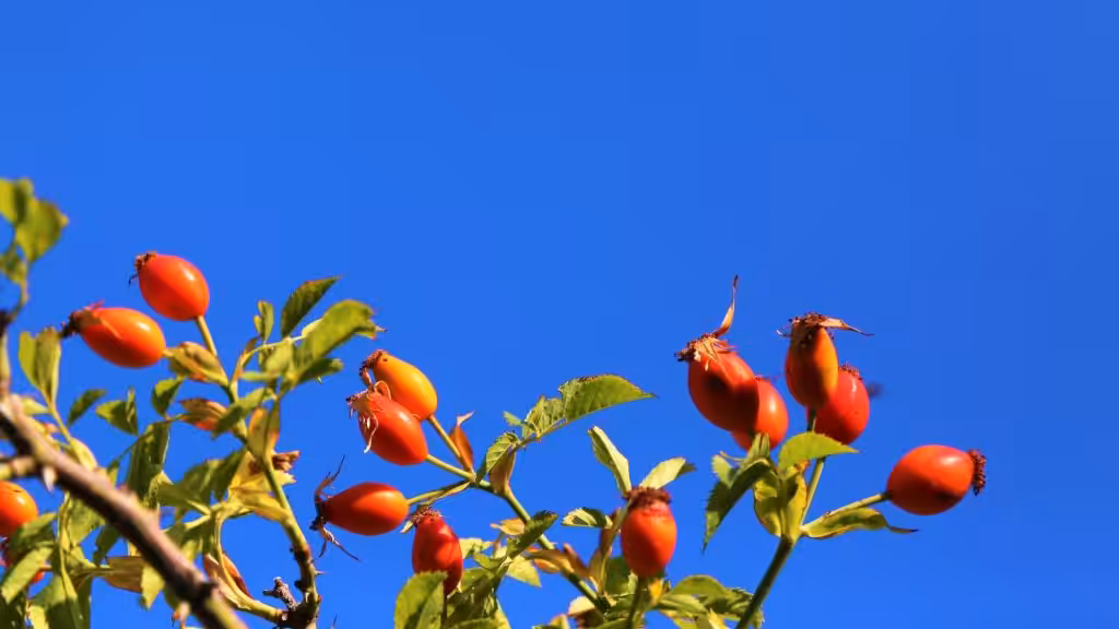 Qué es el Aceite de Rosa Mosqueta