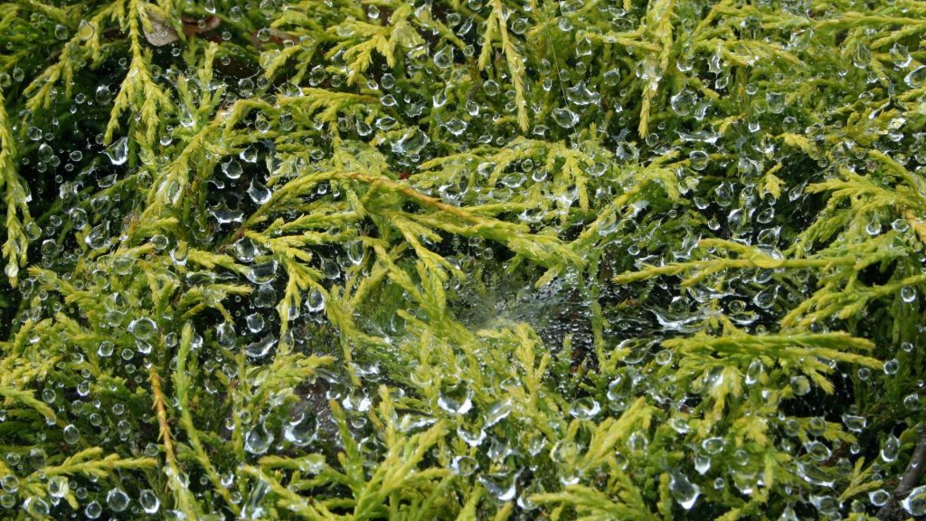Cómo usar algas frescas en tu rutina de belleza