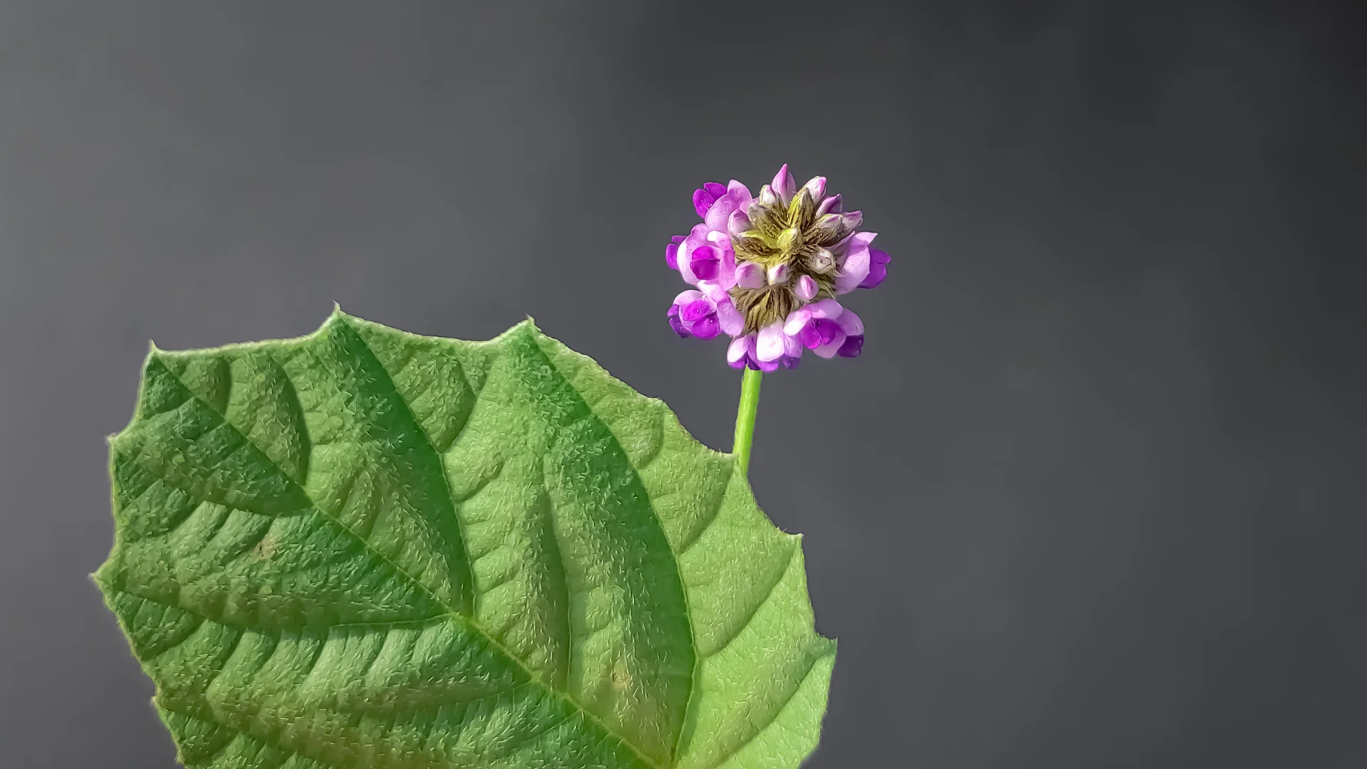 ¿Qué es el Bakuchiol? La alternativa natural al retinol para una piel joven